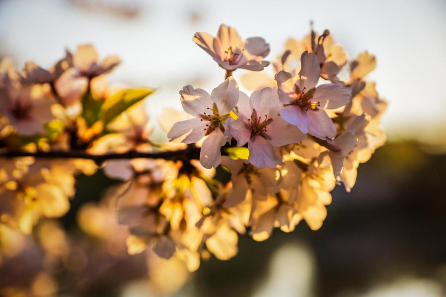 Cherry Blossom Detail No 2 Photograph by Chris Bordeleau