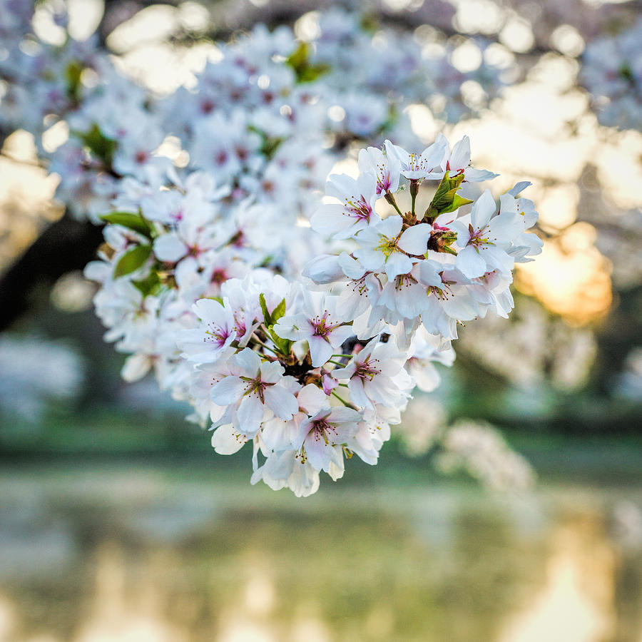 Cherry Blossom Detail No 3 Photograph by Chris Bordeleau