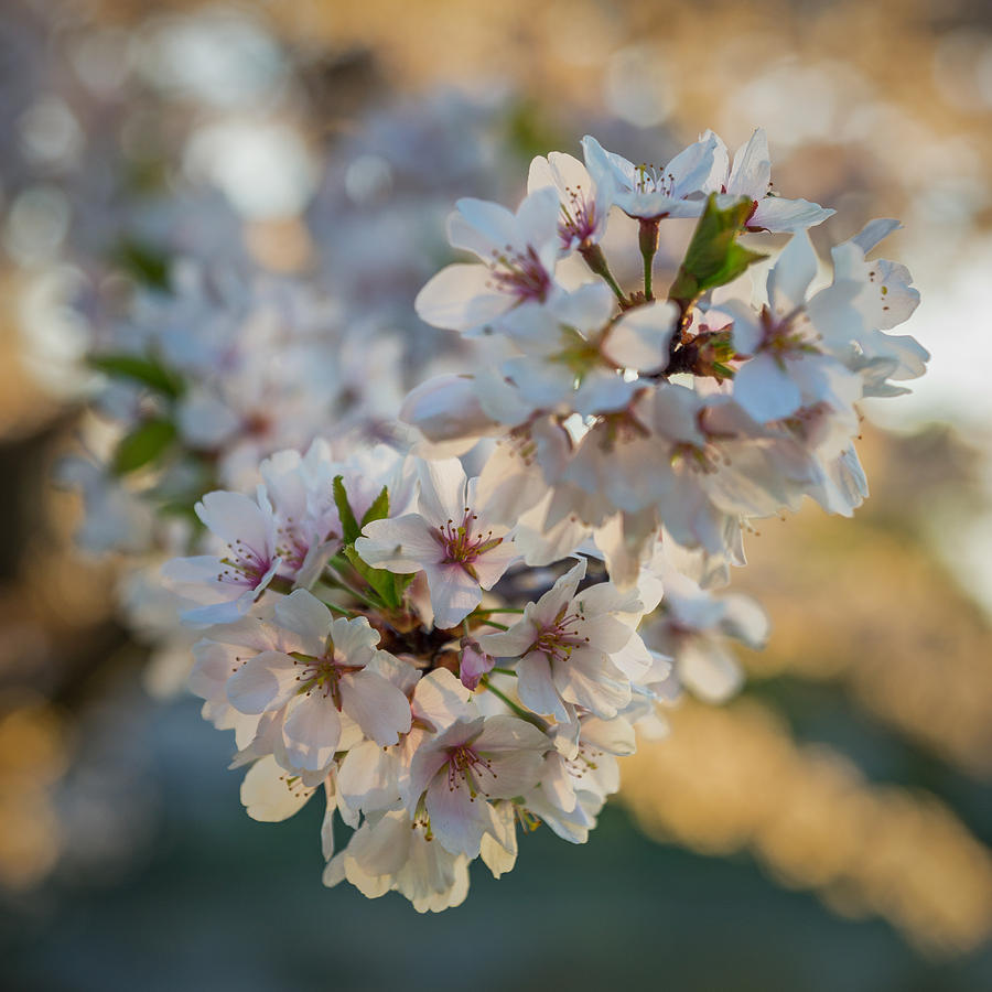 Cherry Blossom Detail No 4 Photograph by Chris Bordeleau