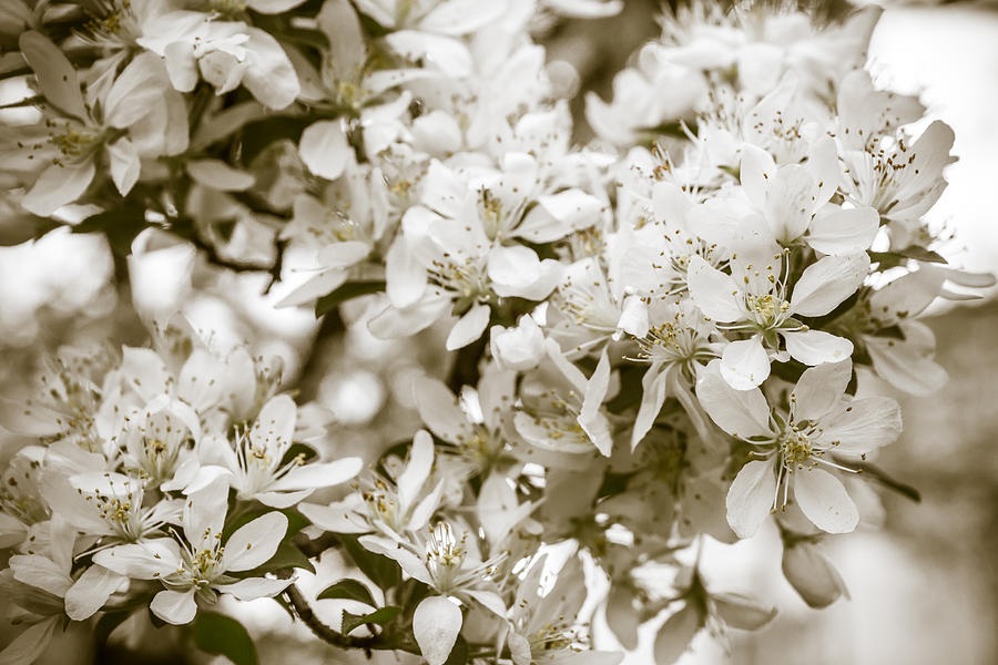 Cherry Blossom Detail No 6 Photograph by Chris Bordeleau