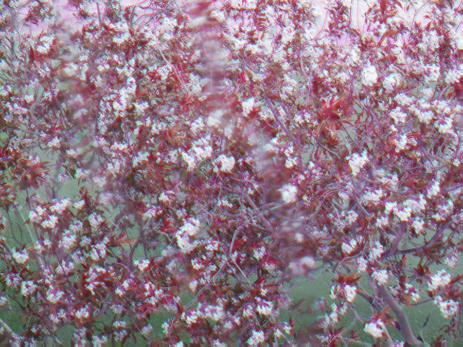 Cherry Blossom Photograph by Dietmar Scherf