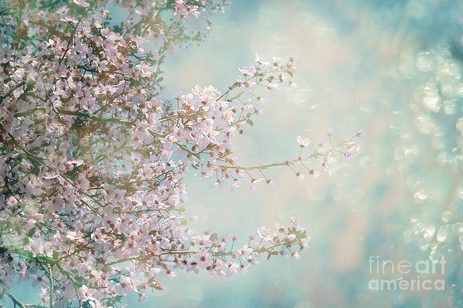 Cherry Blossom Dreams Photograph by Linda Lees