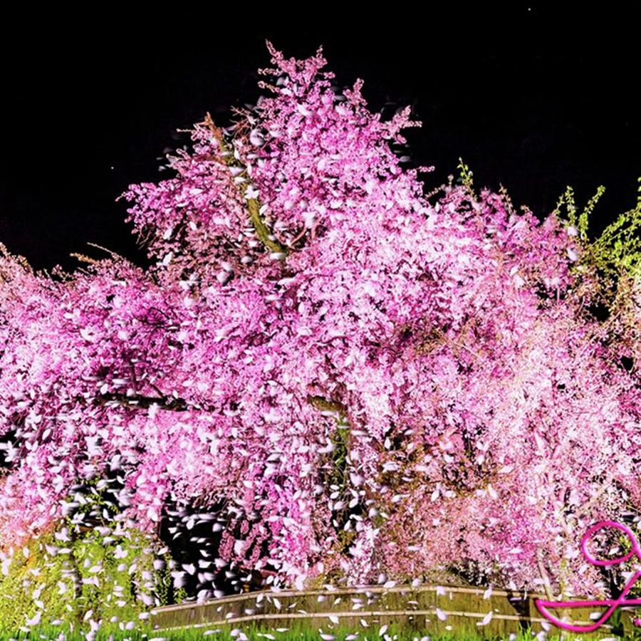 Landscape Photograph - 『cherry Blossom Falling』 by Tomohiro Koshika