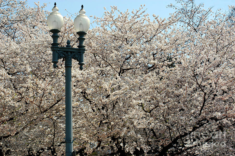 Cherry Blossom Festival Photograph by Clayton Bruster