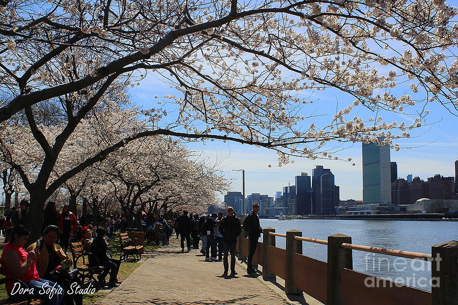 Cherry Blossom Festival New York City Photograph by Dora Sofia Caputo