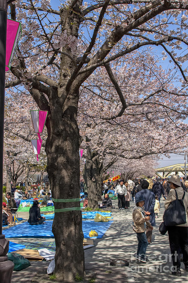 Cherry blossom festival in Tokyo Photograph by Patricia Hofmeester