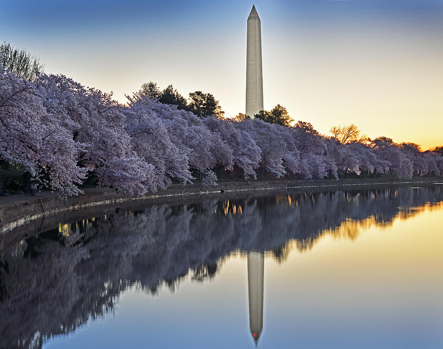 Washington Monument Photograph - Cherry Blossom Festival - Washington DC by Brendan Reals