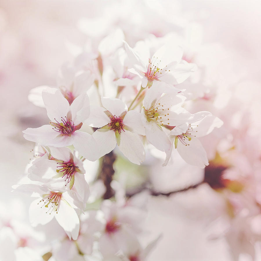Flower Photograph - Cherry Blossom Flowers by Margaret Goodwin