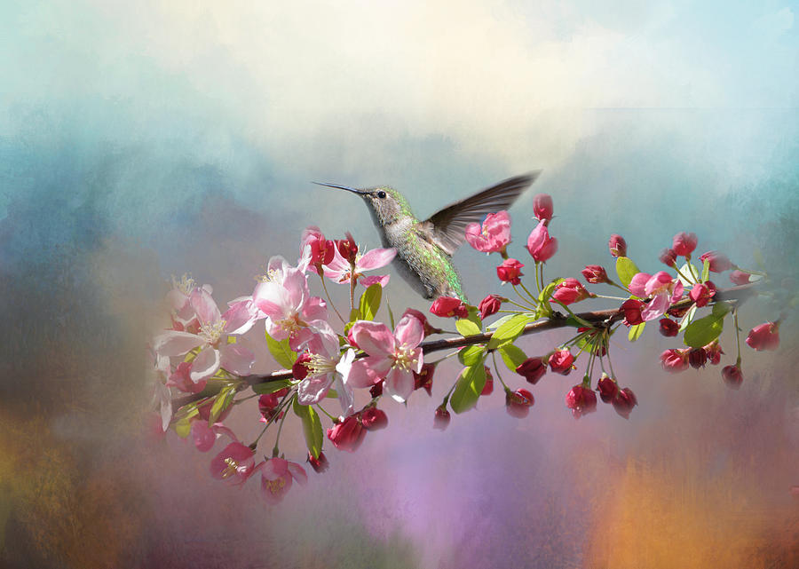 Hummingbird Photograph - Cherry Blossom Fly-By by Lynn Bauer