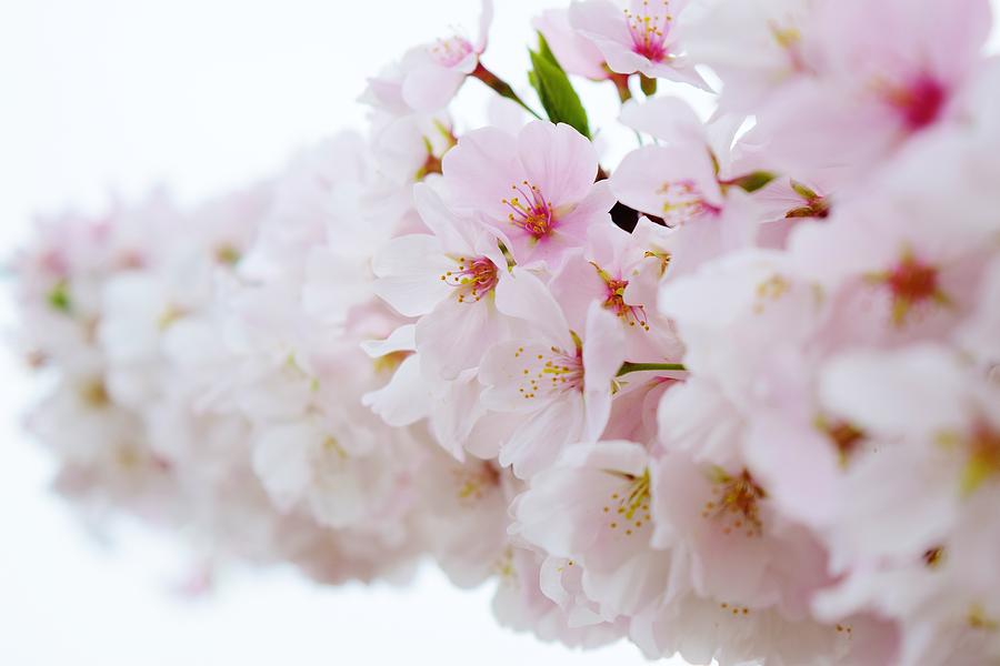 Cherry Blossom Focus Photograph by Nicole Lloyd