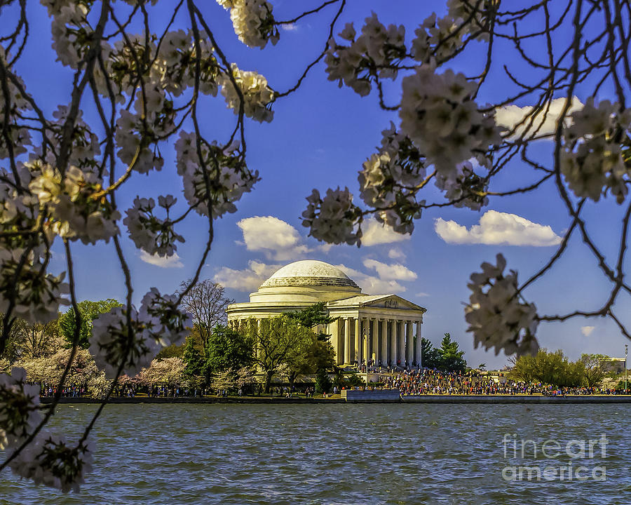 Cherry Blossom frame the Jefferson Photograph by Nick Zelinsky Jr