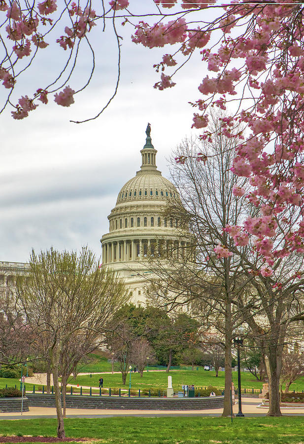 Cherry Blossom Framing the United States Capitol Photograph by Juergen Roth