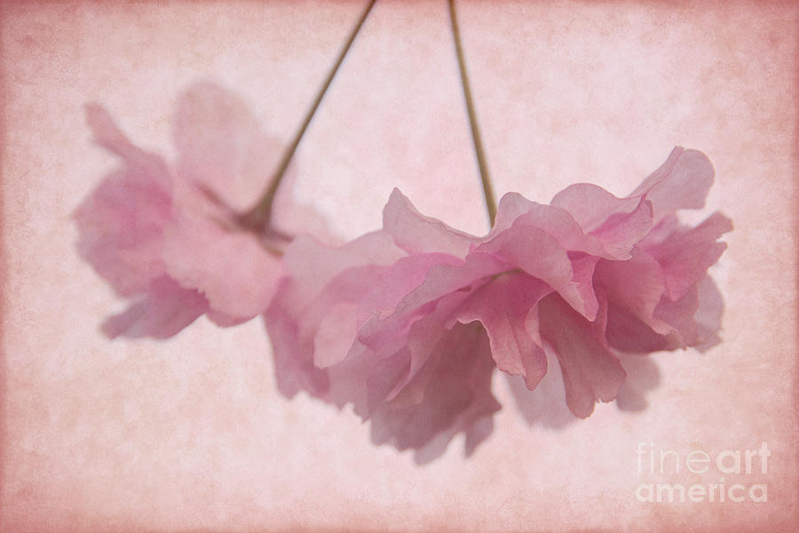 Cherry Blossom Froth Photograph by Ann Garrett