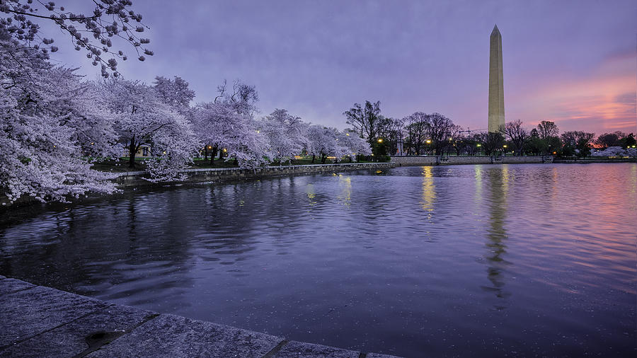 Cherry Blossom Glow Photograph by Michael Donahue