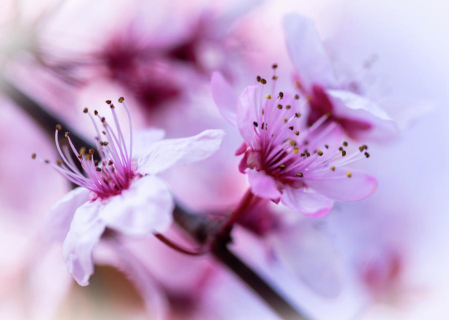 Cherry blossom Photograph by Hans Schrodter - Fine Art America