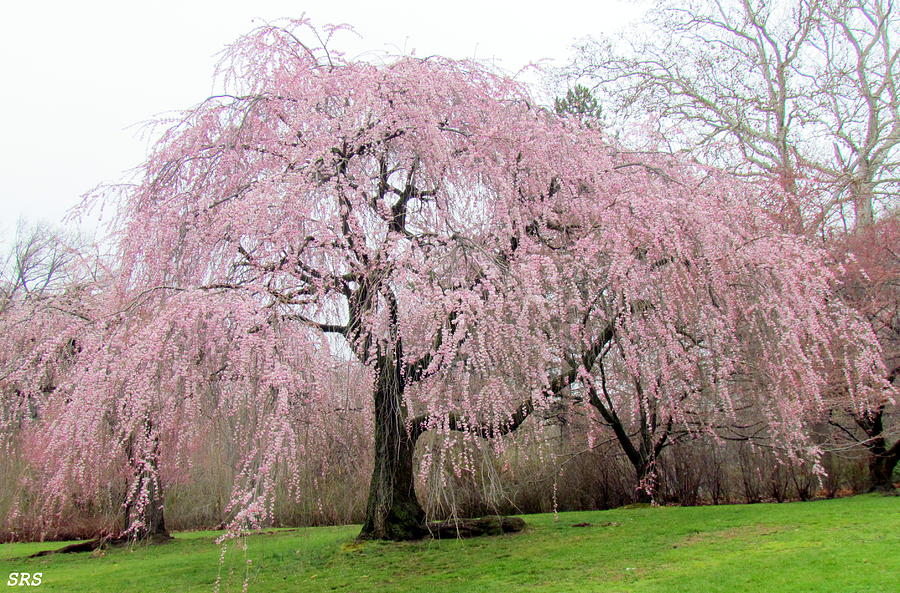 Is Belleville really the 'Cherry Blossom Capital?