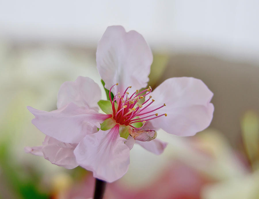 Cherry Blossom I Photograph by Elena Perelman
