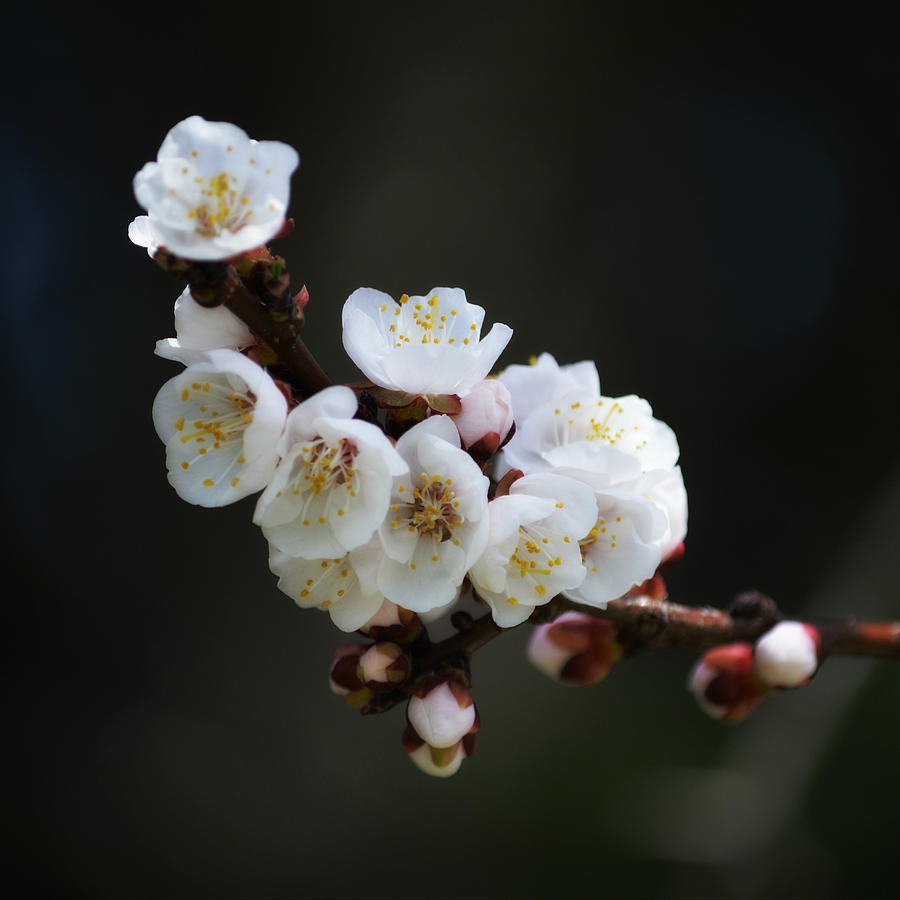 Apricot Blossom I Photograph by Joan Han