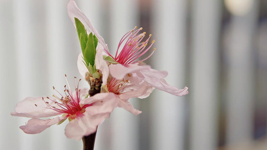 Cherry Blossom II Photograph by Elena Perelman