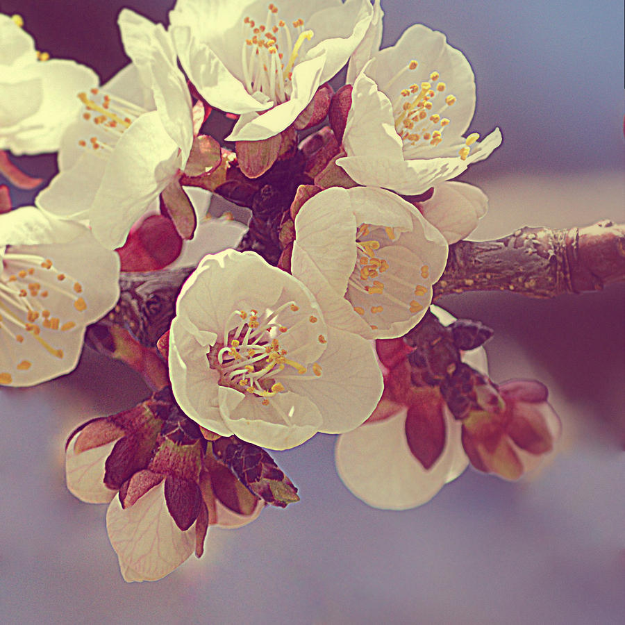 Apricot Blossom II Photograph by Joan Han