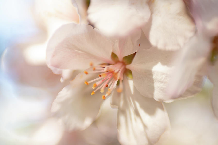Cherry Blossom 2 Photograph by Pamela Taylor