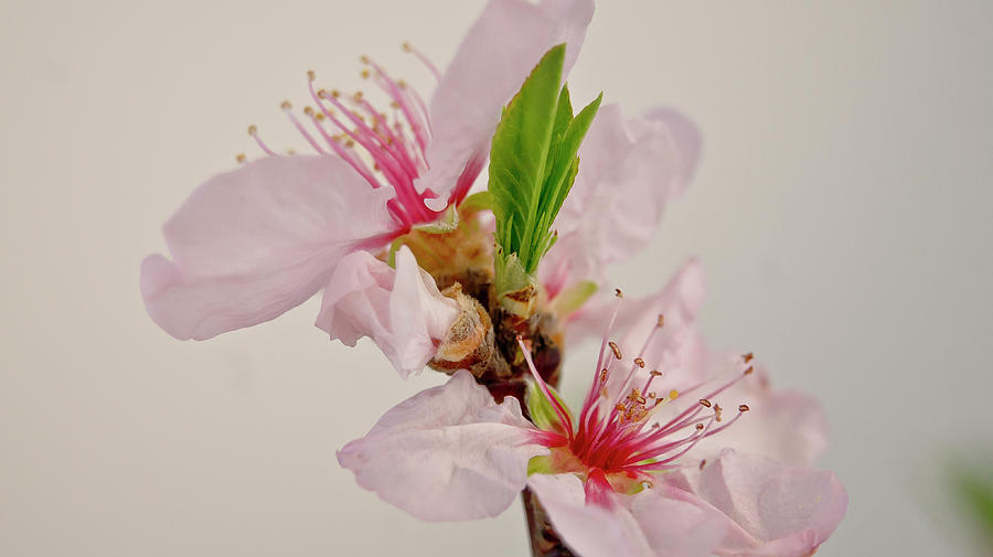 Cherry blossom III Photograph by Elena Perelman