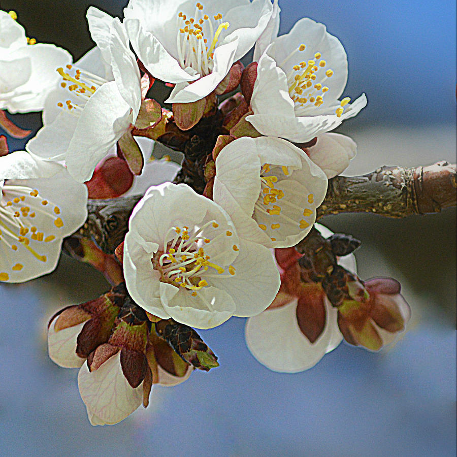 Apricot Blossom III Photograph by Joan Han