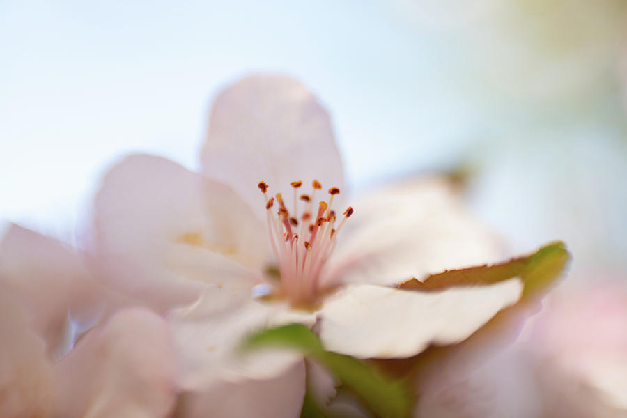 Cherry Blossom 3 Photograph by Pamela Taylor