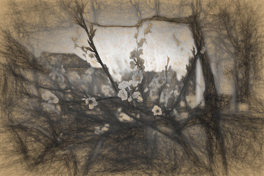 Apple Photograph - Cherry blossom impression by Adrian Bud Apple Photograph - Cherry blossom impression by Adrian Bud
