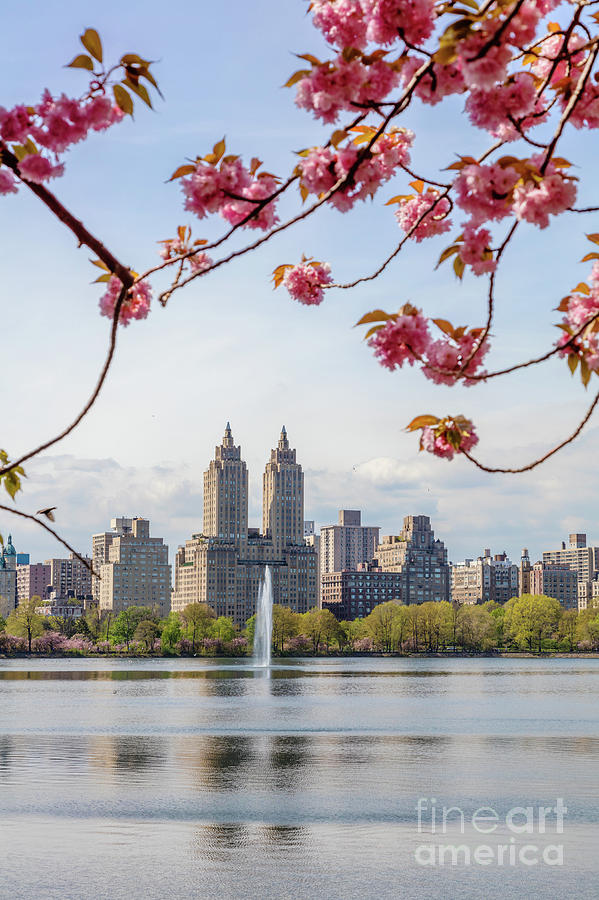 Cherry blossom in Central Park in spring, New York, USA Photograph by Matteo Colombo