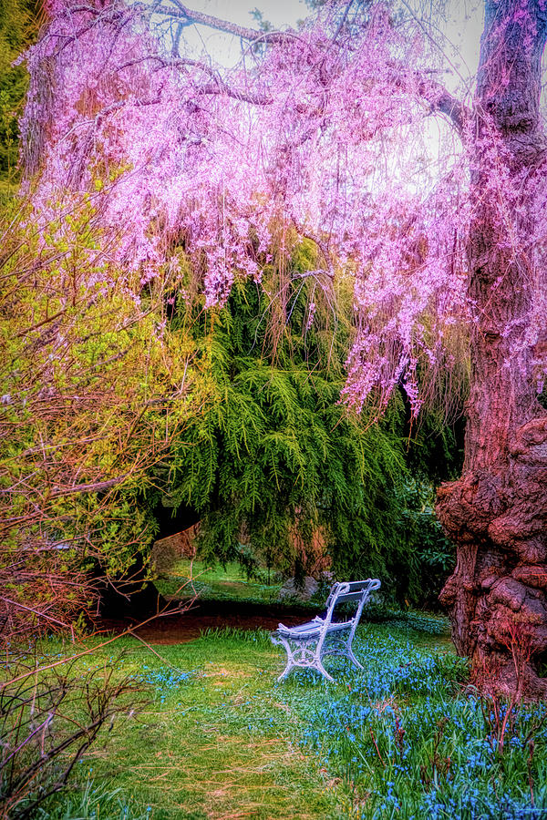 Cherry blossom in Japanese garden Photograph by Lilia S