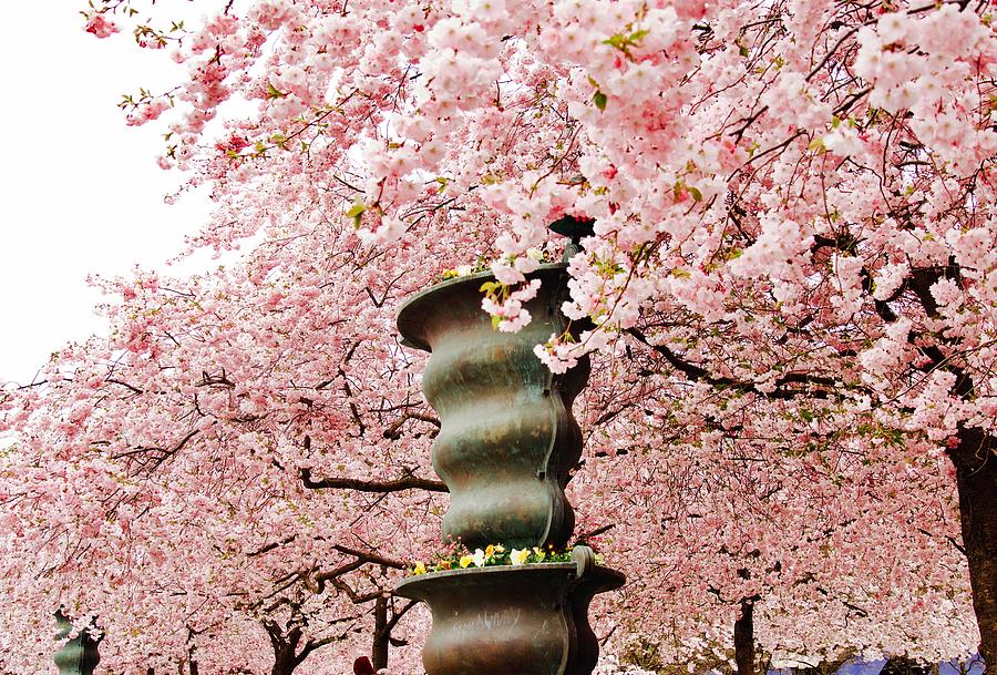 Spring Photograph - Cherry blossom in Stockholm by Tamara Sushko