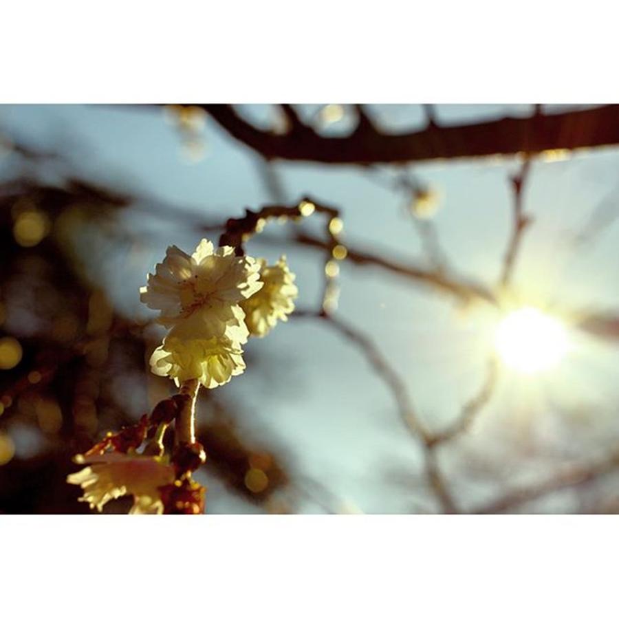 Winter Photograph - Cherry Blossom In The Winter by Hiroki Yoshida