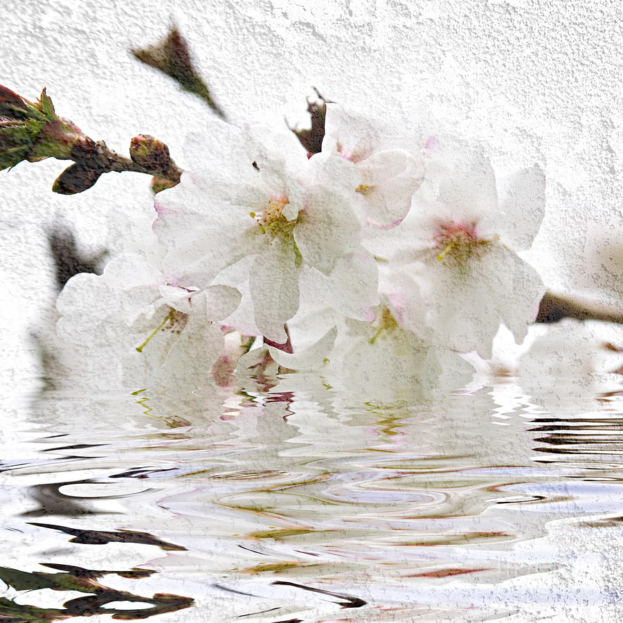 Cherry blossom in water Photograph by Elena Elisseeva