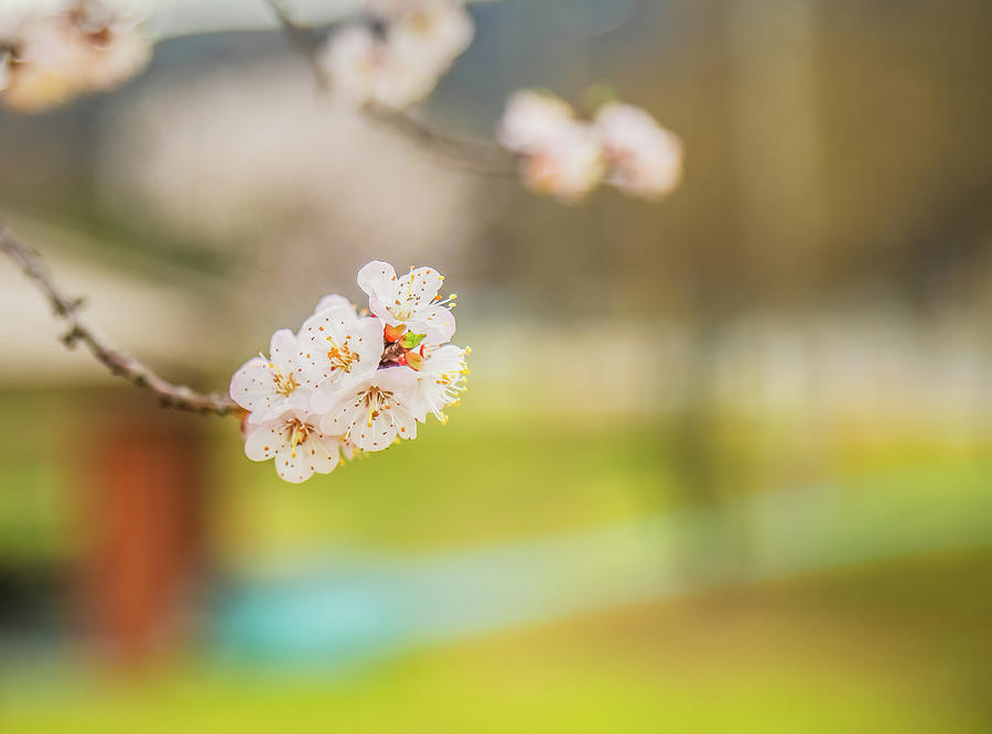cherry blossom IV Photograph by Hyuntae Kim
