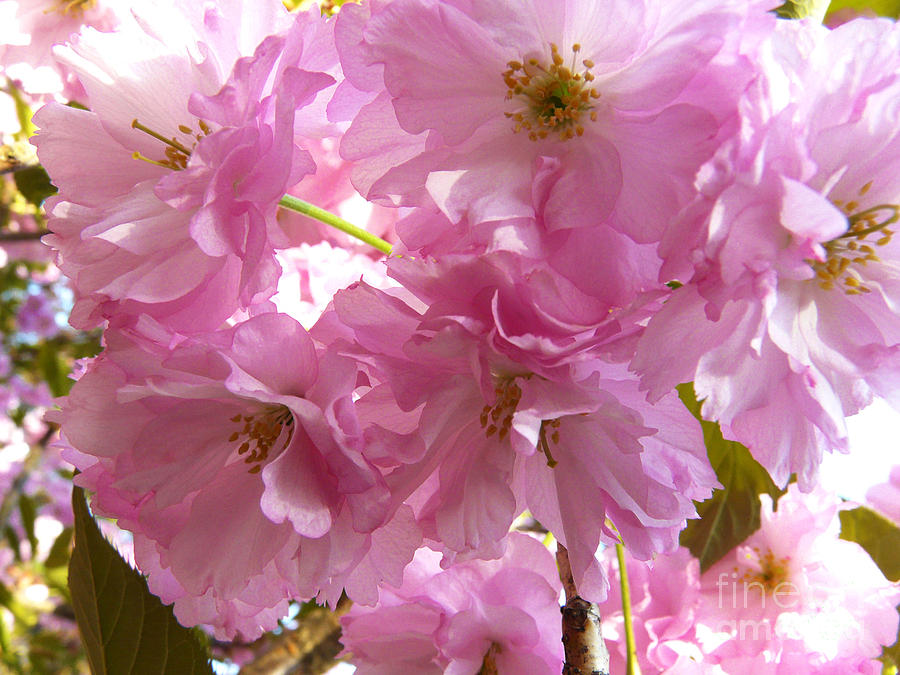 Cherry Blossom Photograph by Jasna Dragun