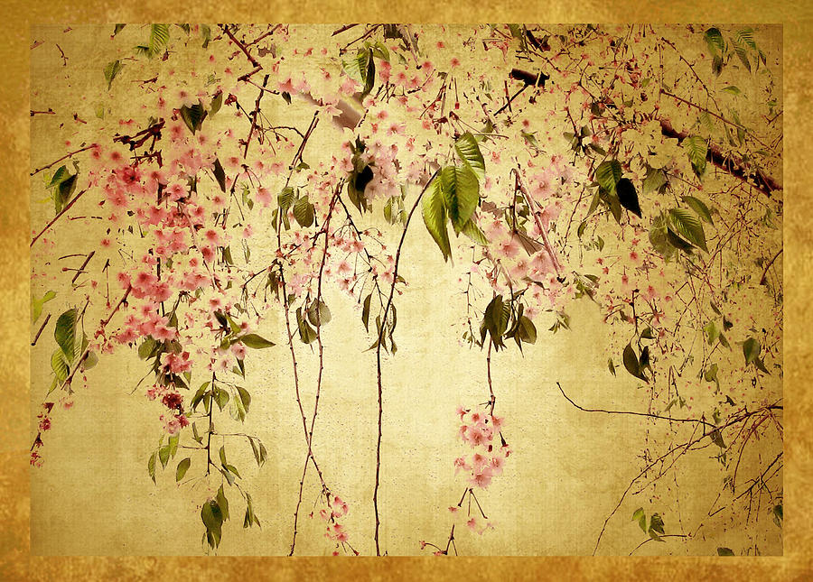 Cherry Blossom Photograph by Jessica Jenney