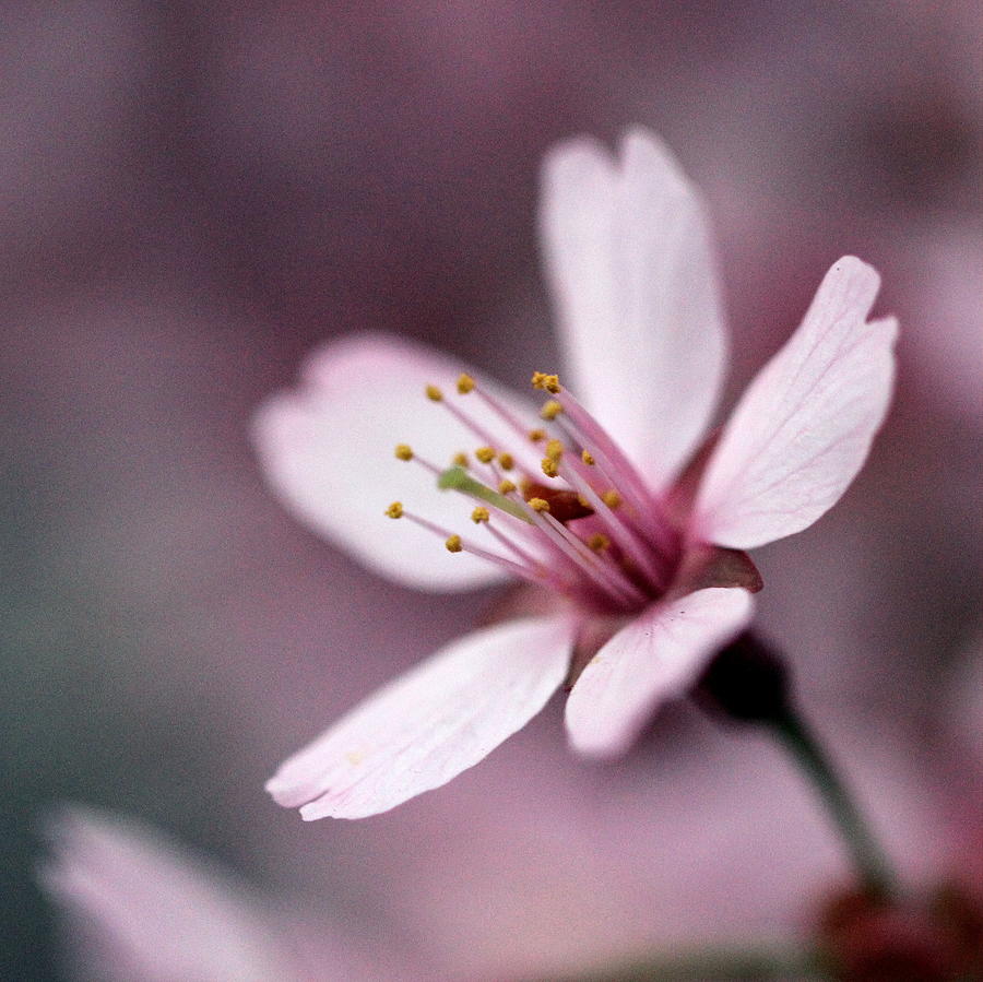 Cherry Blossom Photograph by Joseph Skompski