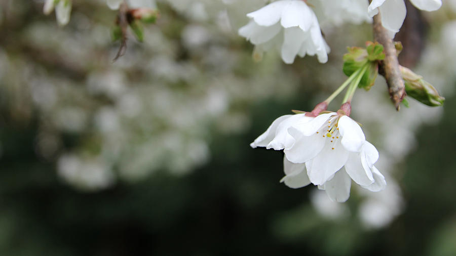 Cherry Blossom Photograph by KATIE Vigil
