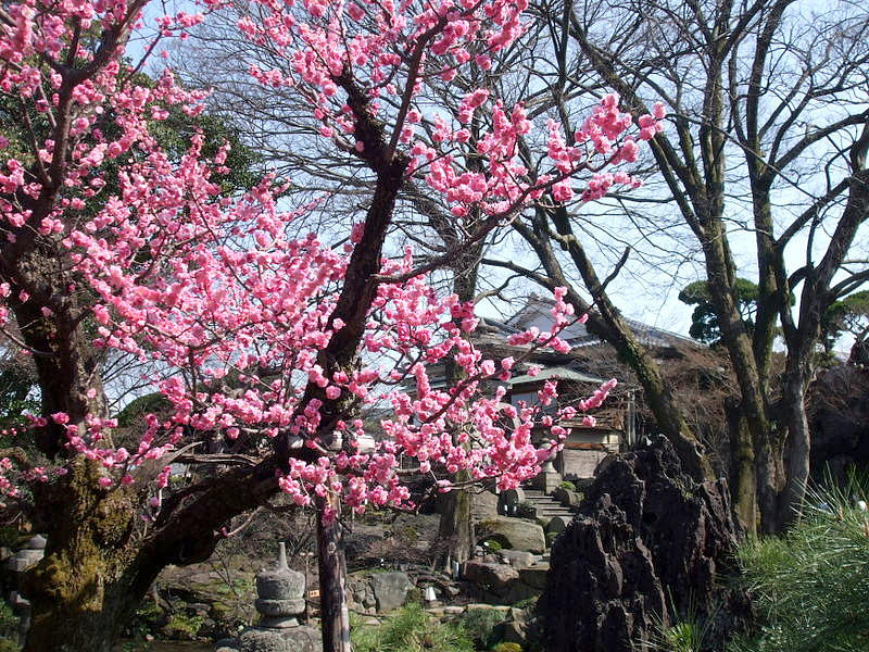 Cherry Blossom Kyoto Japan Photograph by Mackenzie Moulton
