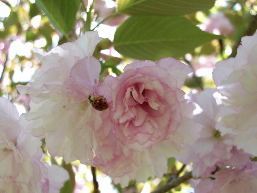 Cherry Blossom Lady Bug Photograph by Belinda Landtroop