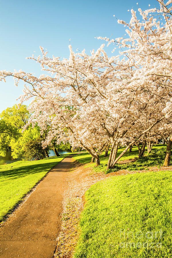 Cherry blossom lane Photograph by Jorgo Photography