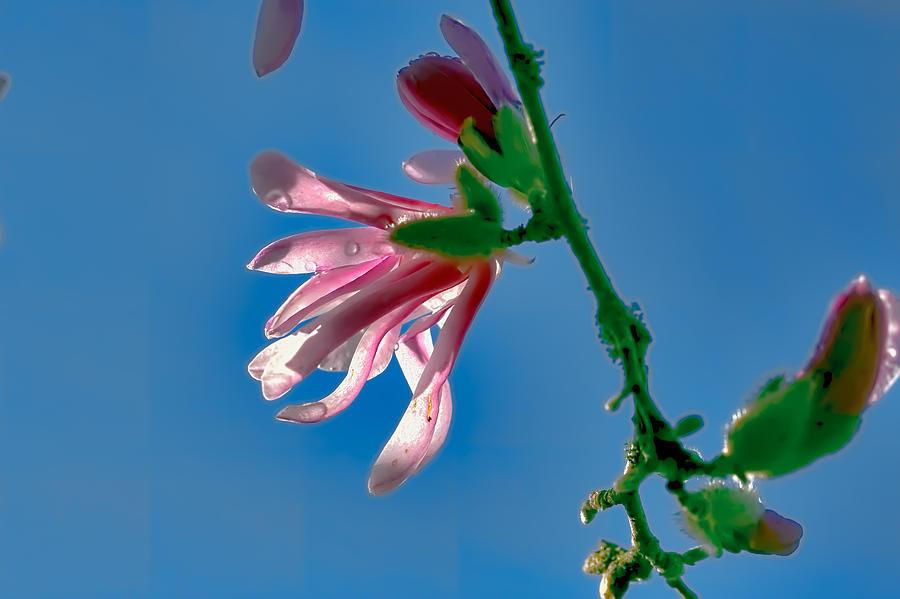 Flower Photograph - Cherry-blossom by Leif Sohlman