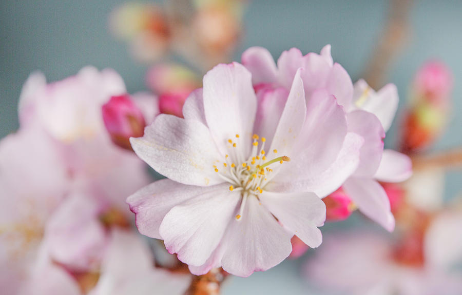 Flowering Cherry Trees Photograph - Cherry Blossom Light Blue by Iris Richardson