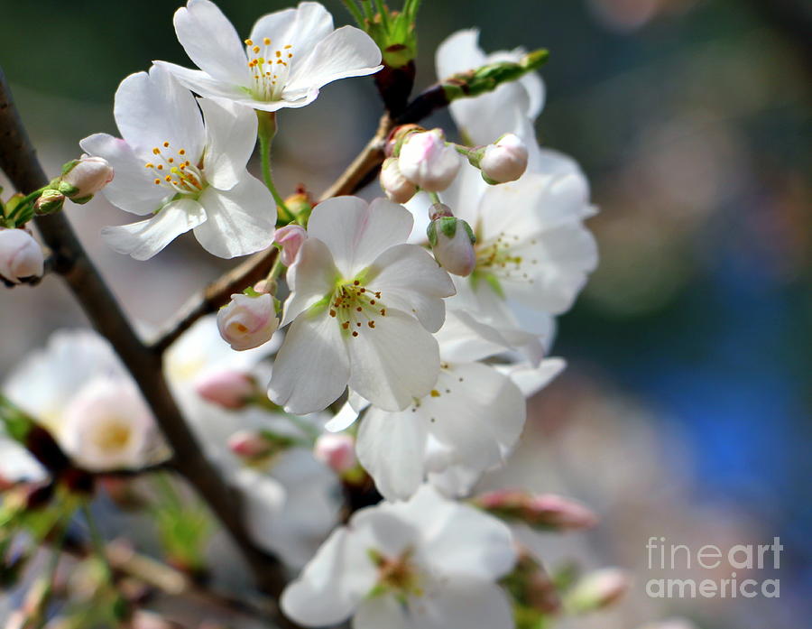 cherry blossom Macro Photograph by Charlene Cox - Fine Art America