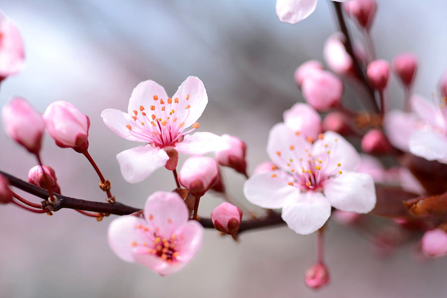 Cherry Blossom Photograph by Mary D'Urso - Fine Art America