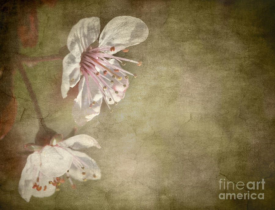 Cherry Blossom Photograph by Meirion Matthias