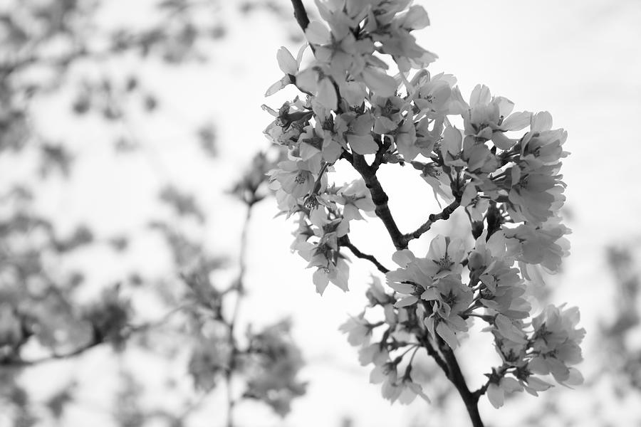 Cherry Blossom Photograph by Melissa Sparks | Fine Art America