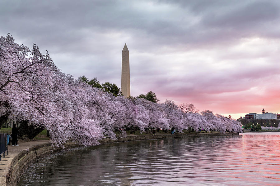Cherry Blossom Photograph by Mike Centioli