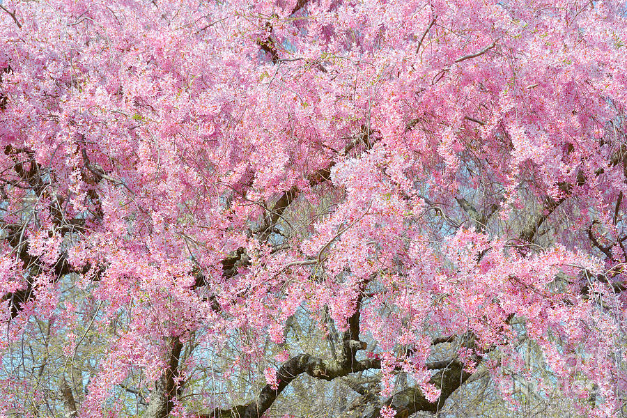 Cherry Blossom Mosaic I Photograph by Regina Geoghan - Fine Art America